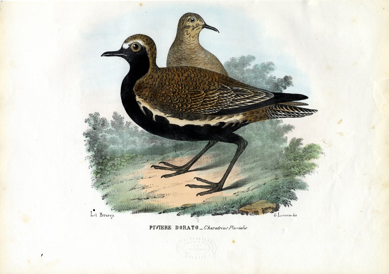 प्लोवर, 1863-79 द्वारा रायमुंडो पेट्रारोइया
