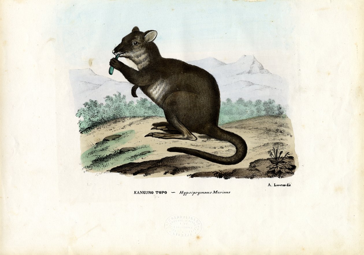 पोटरू, 1863-79 द्वारा रायमुंडो पेट्रारोइया