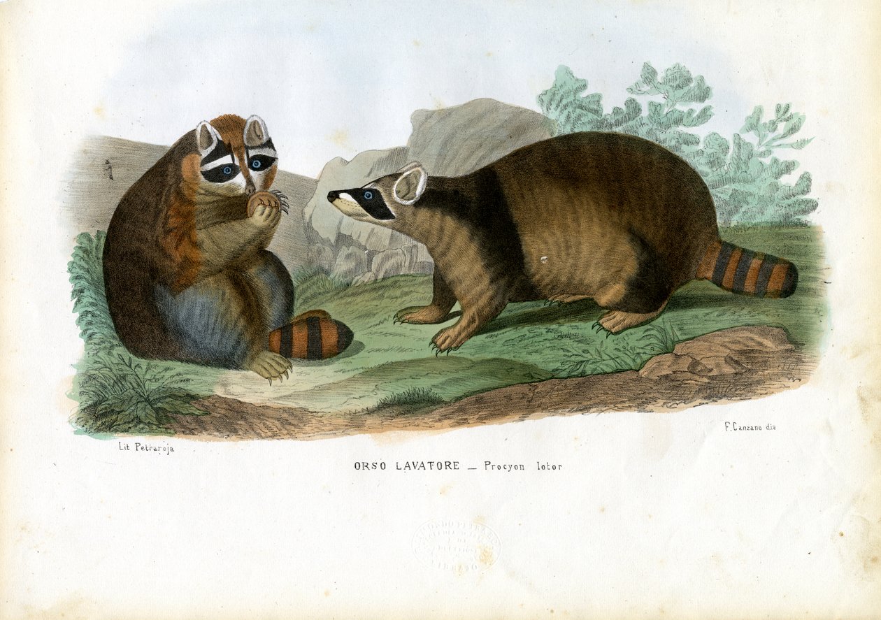 रैकोन, 1863-79 द्वारा रायमुंडो पेट्रारोइया
