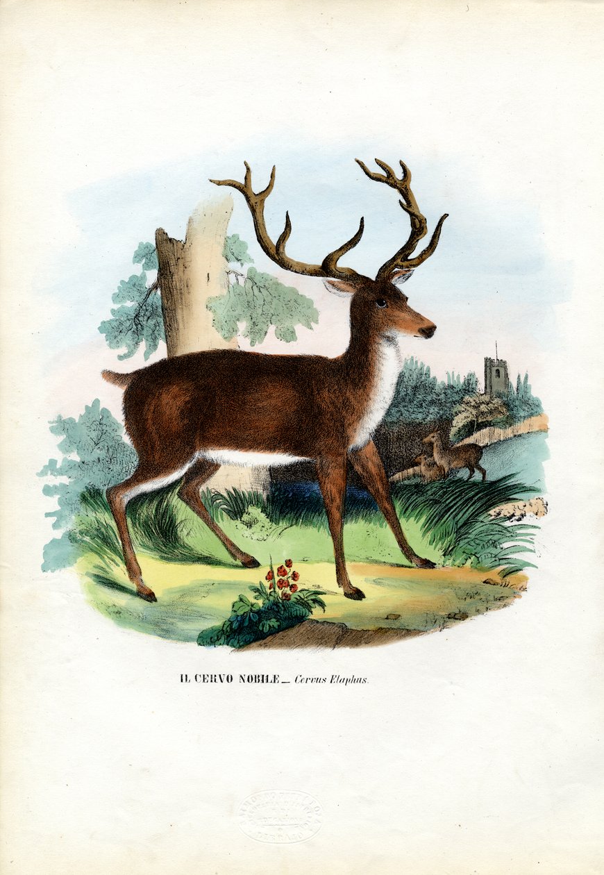 रेड डियर, 1863-79 द्वारा रायमुंडो पेट्रारोइया