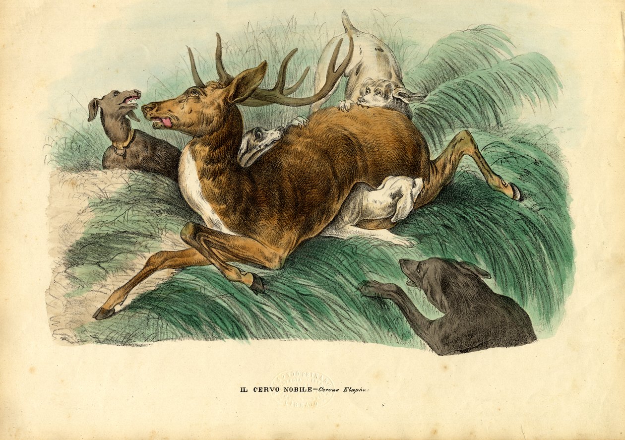 रेड डियर, 1863-79 द्वारा रायमुंडो पेट्रारोइया