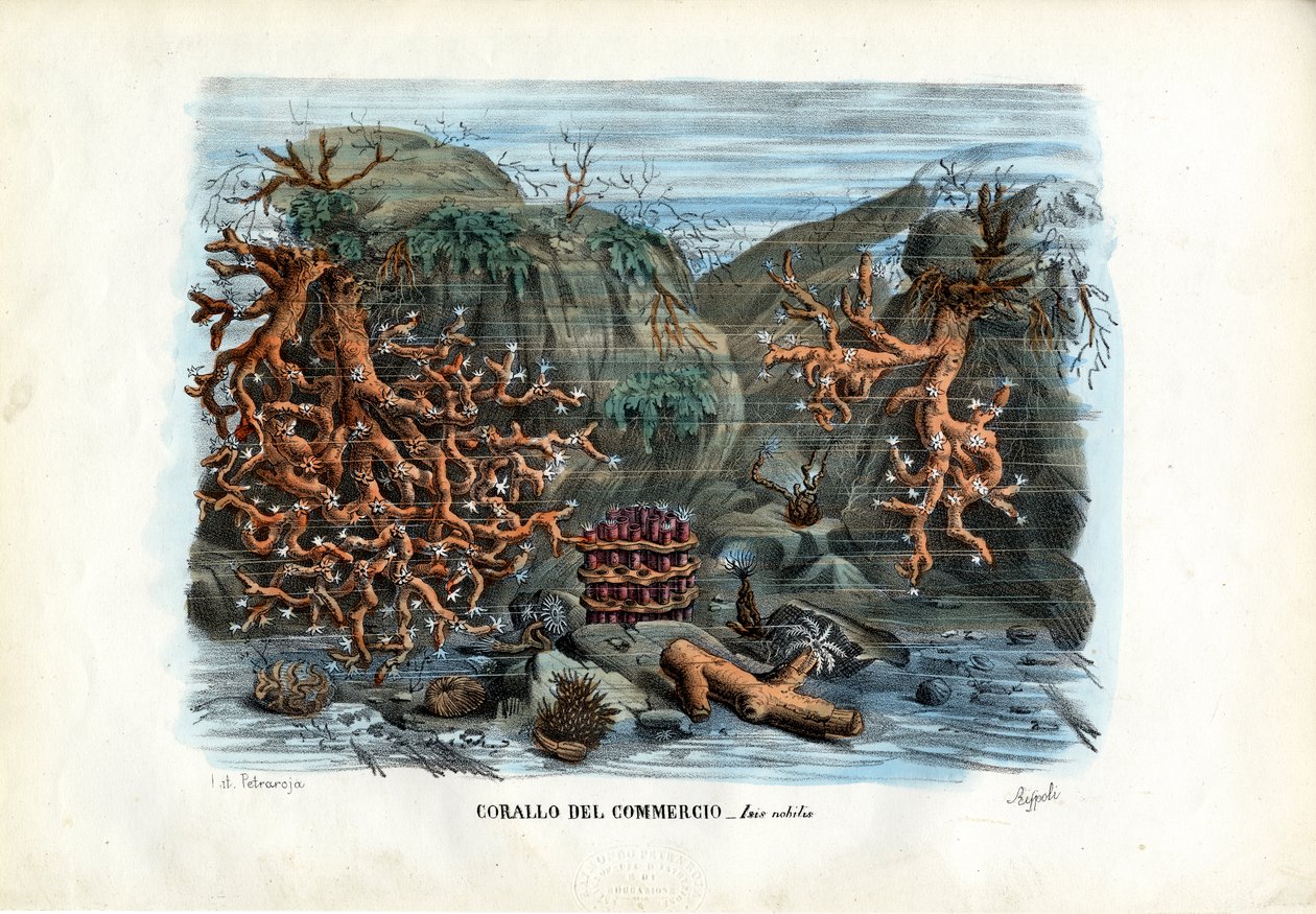 रेड आइसिस कोरल, 1863-79 द्वारा रायमुंडो पेट्रारोइया