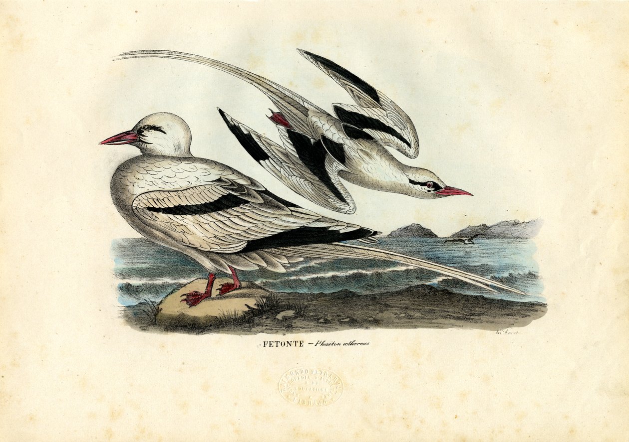 रेड-बिल्ड ट्रोपिकबर्ड, 1863-79 द्वारा रायमुंडो पेट्रारोइया