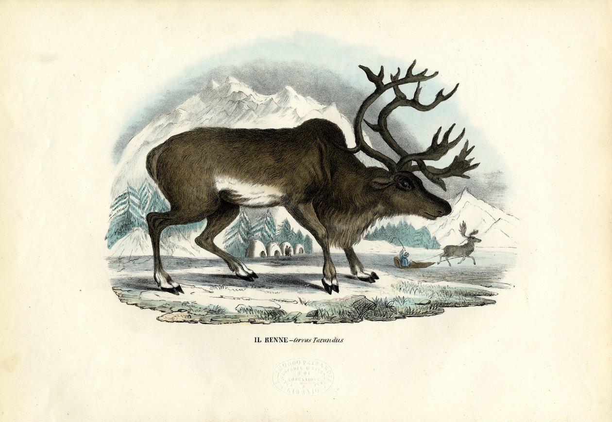 रेनडियर, 1863-79 द्वारा रायमुंडो पेट्रारोइया