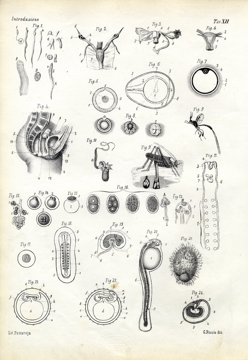 प्रजनन अंग, 1863-79 द्वारा रायमुंडो पेट्रारोइया