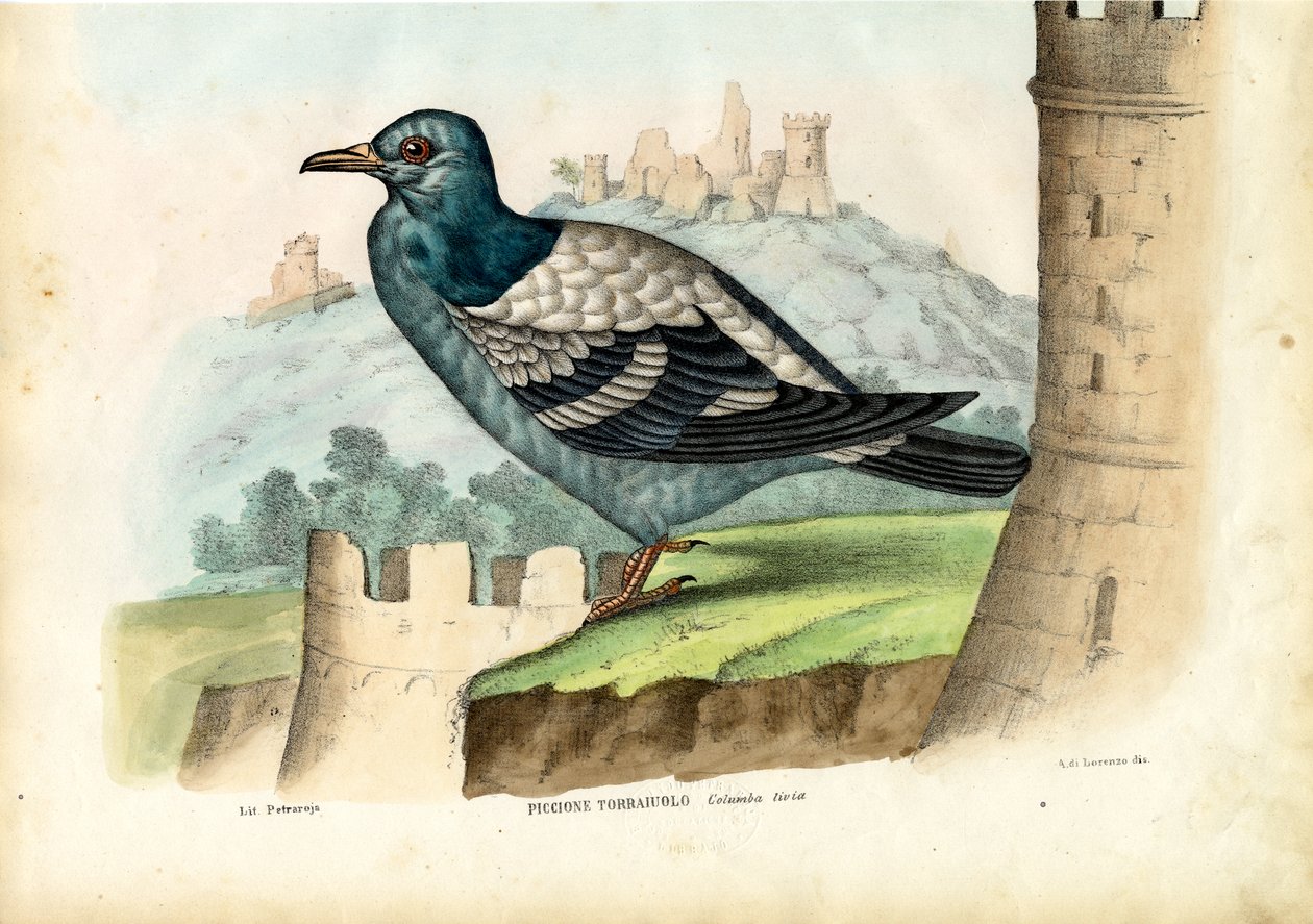 रॉक कबूतर, 1863-79 द्वारा रायमुंडो पेट्रारोइया