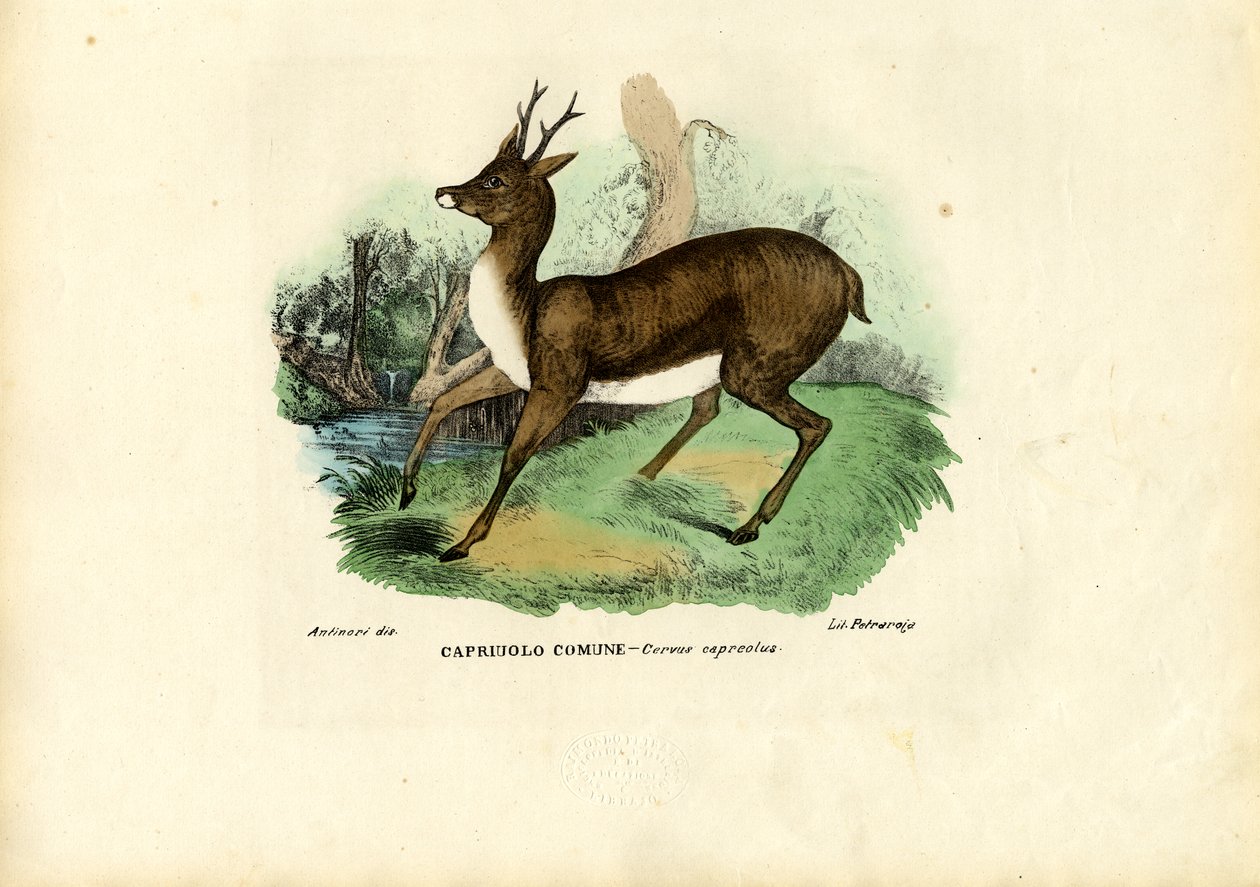 रो डीयर, 1863-79 द्वारा रायमुंडो पेट्रारोइया