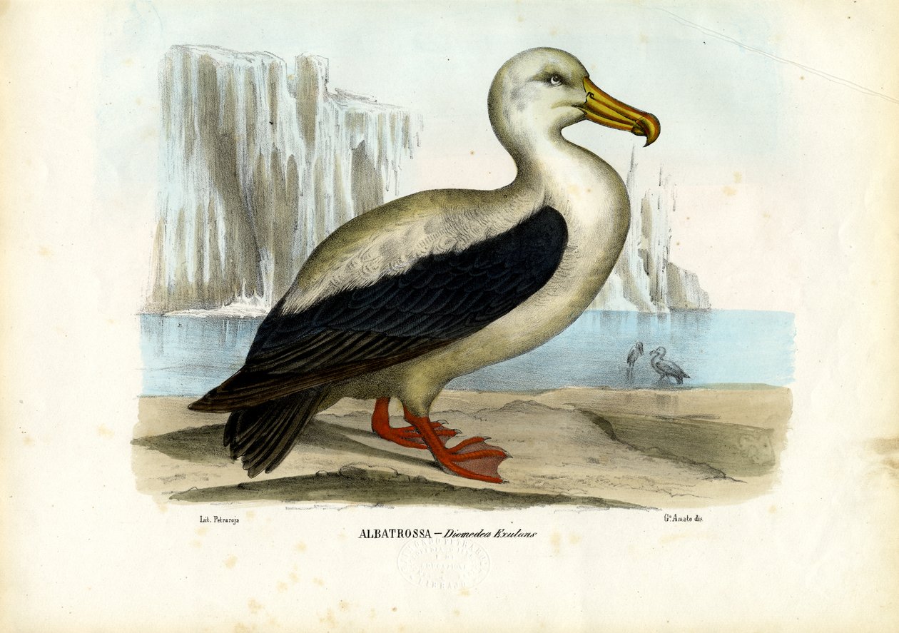 रॉयल अल्बाट्रॉस, 1863-79 द्वारा रायमुंडो पेट्रारोइया
