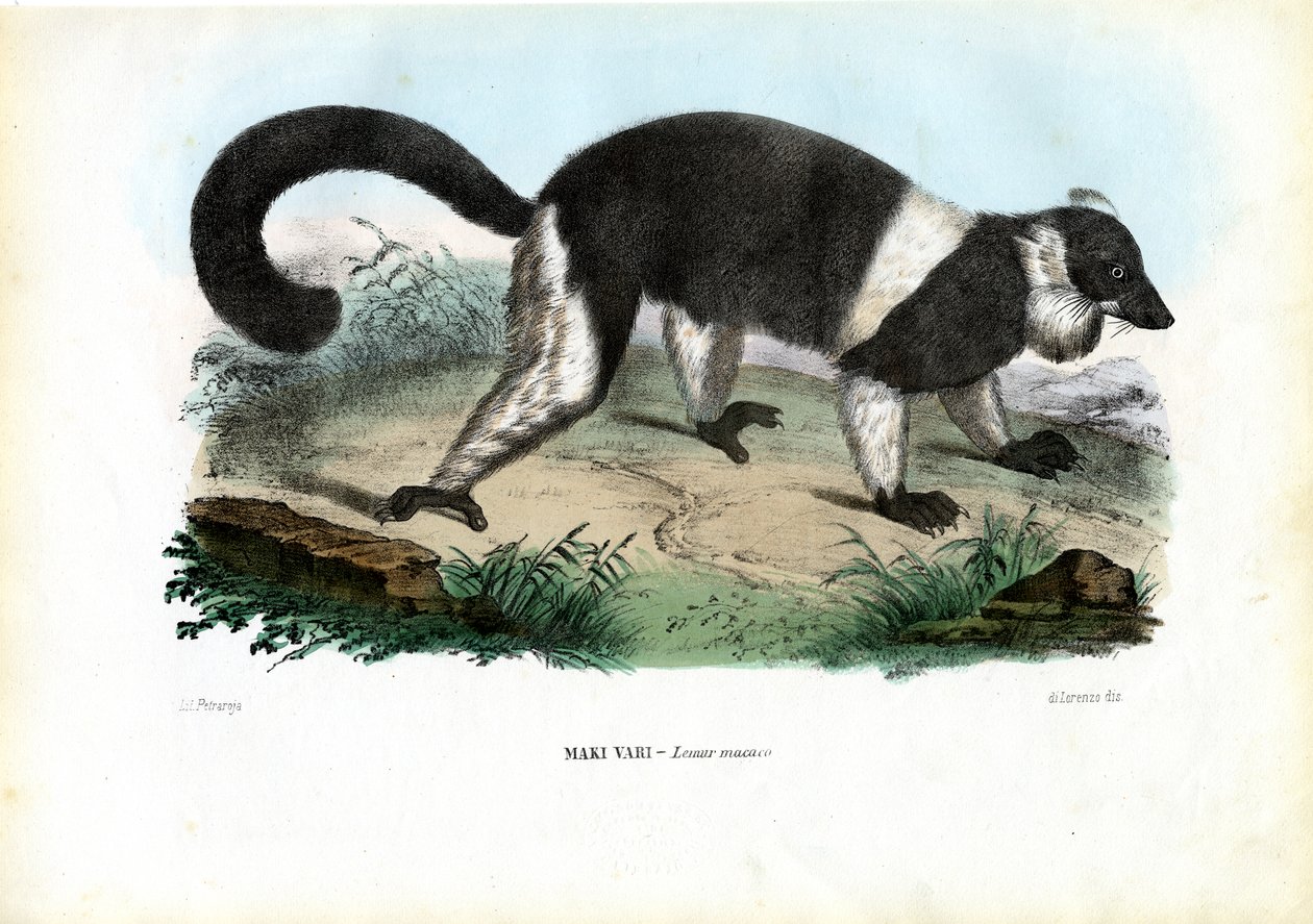 रफेड लेमुर, 1863-79 द्वारा रायमुंडो पेट्रारोइया