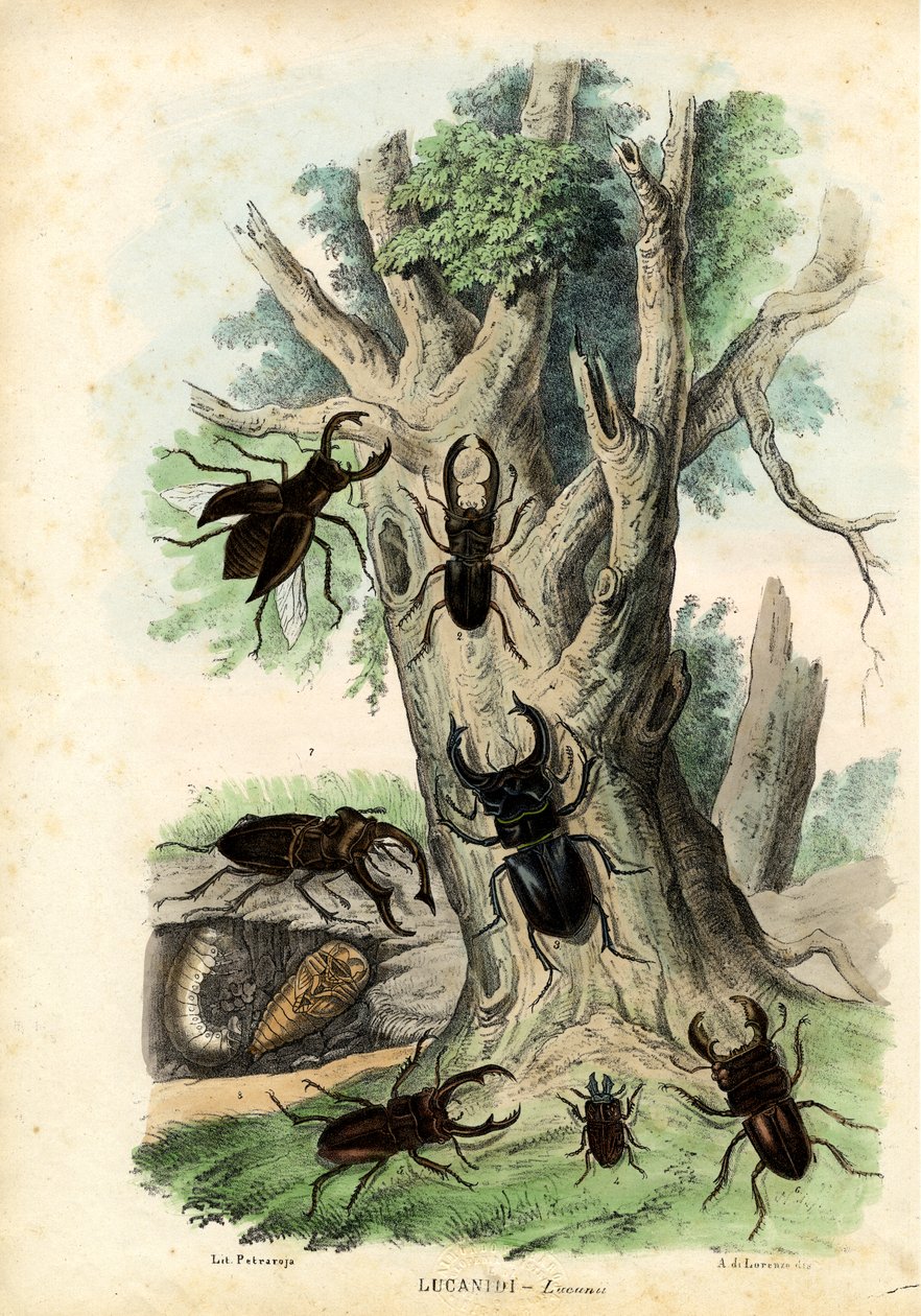 स्कारब बीटल, 1863-79 द्वारा रायमुंडो पेट्रारोइया