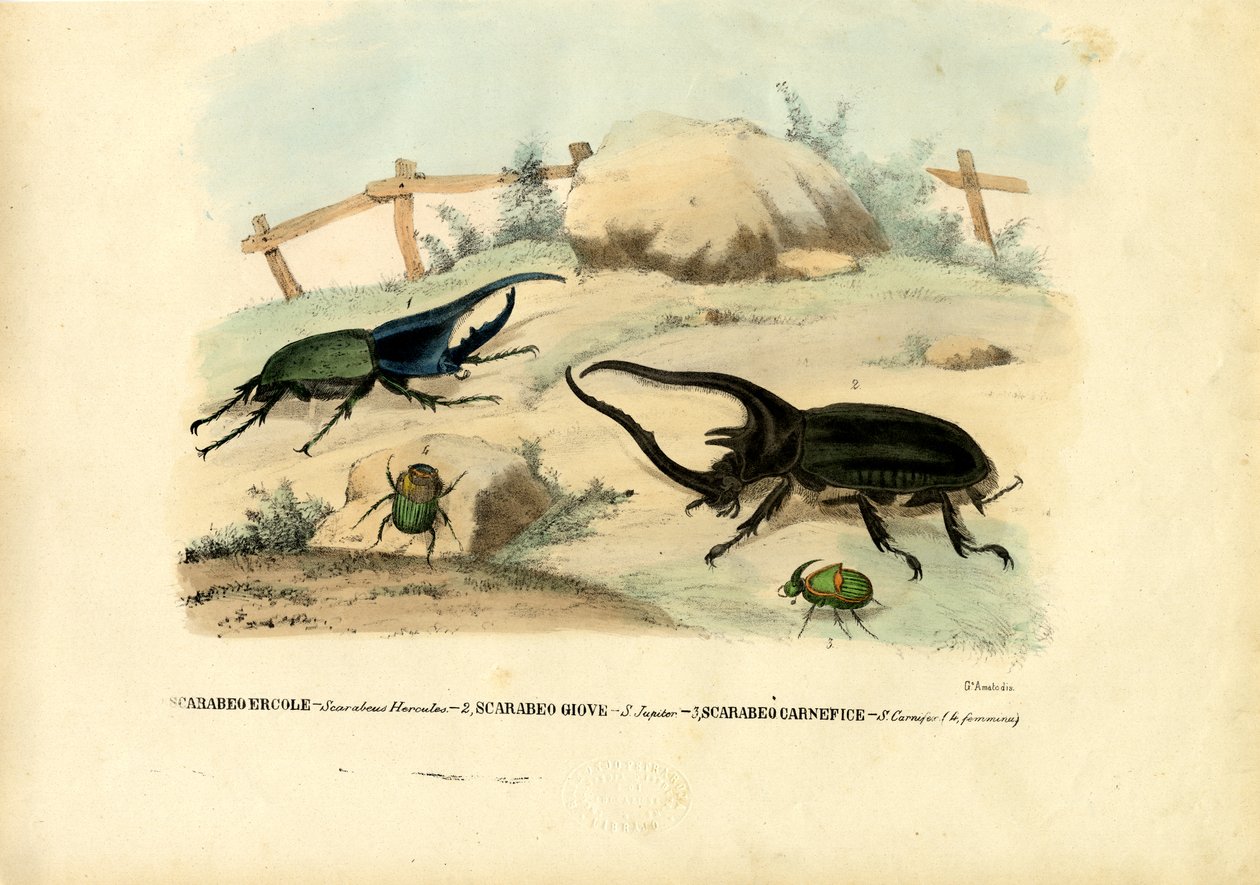 स्कारब बीटल, 1863-79 द्वारा रायमुंडो पेट्रारोइया