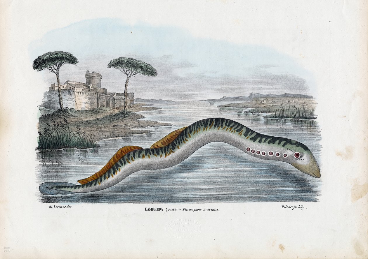 सी लैम्प्रे, 1863-79 द्वारा रायमुंडो पेट्रारोइया