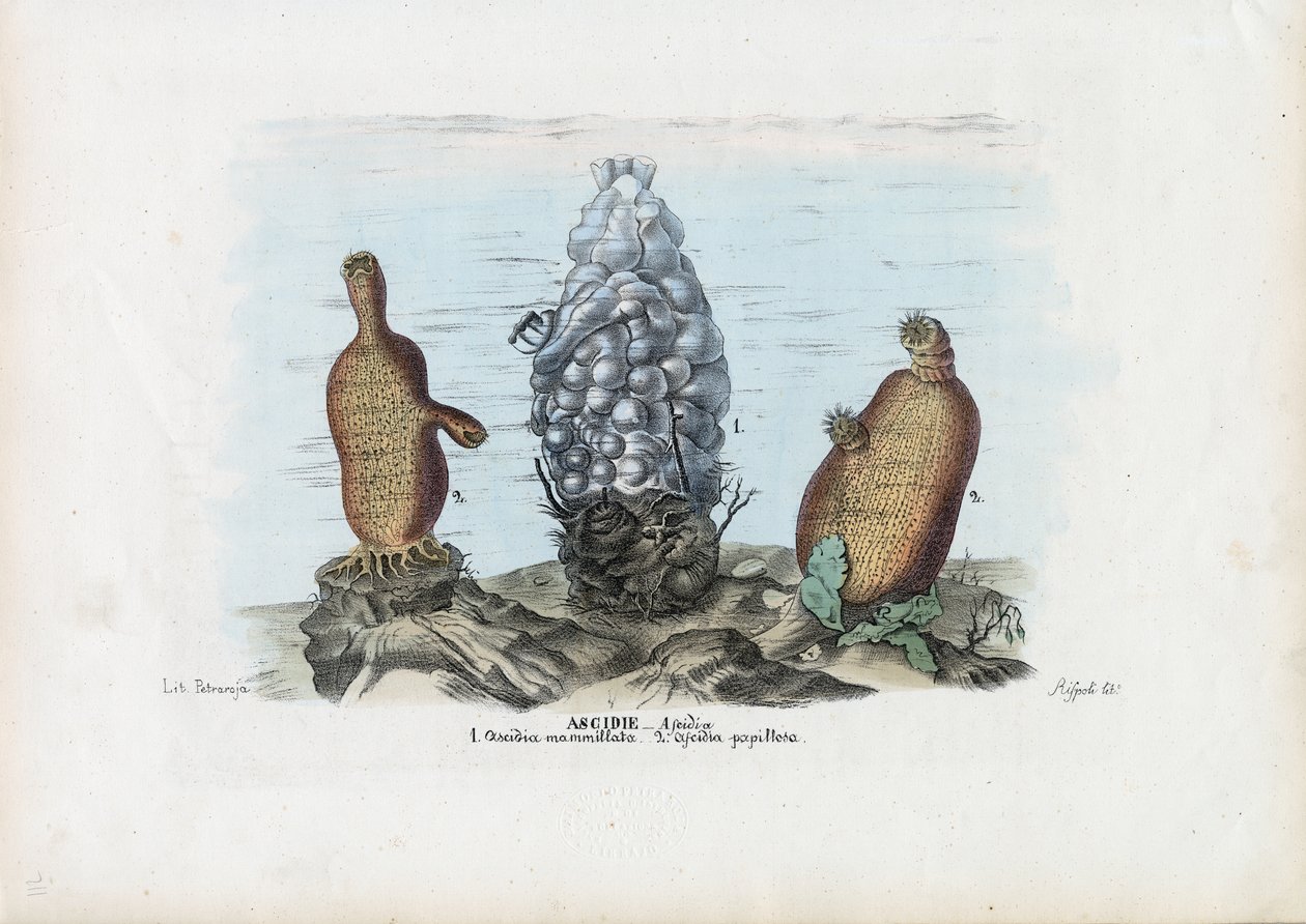 सी स्क्वेर, 1863-79 द्वारा रायमुंडो पेट्रारोइया