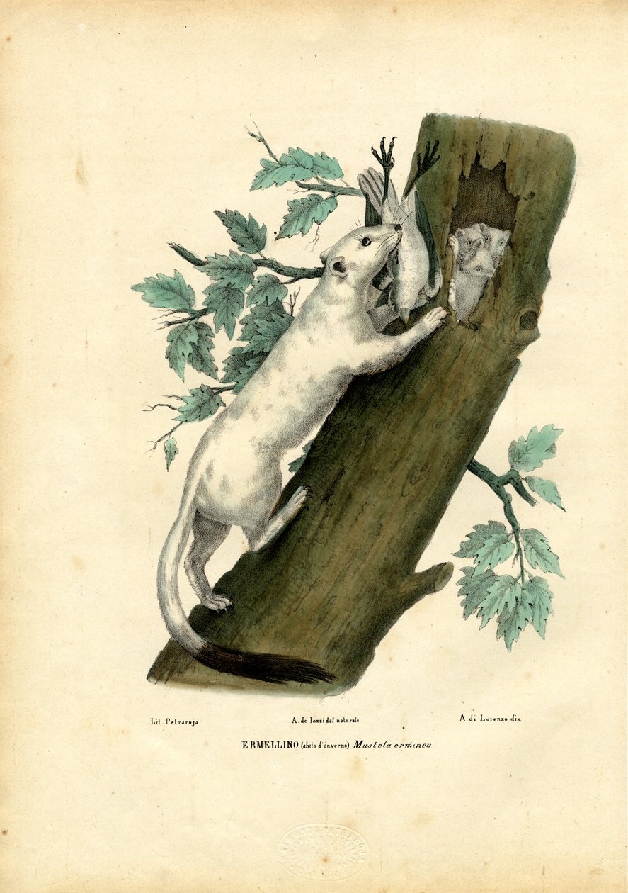 शॉर्ट-टेल्ड वीज़ल, 1863-79 द्वारा रायमुंडो पेट्रारोइया