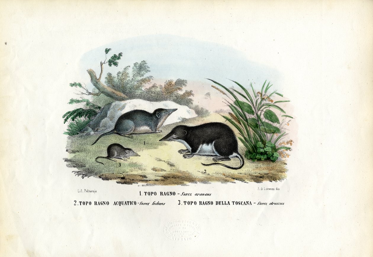खींचा, 1863-79 द्वारा रायमुंडो पेट्रारोइया