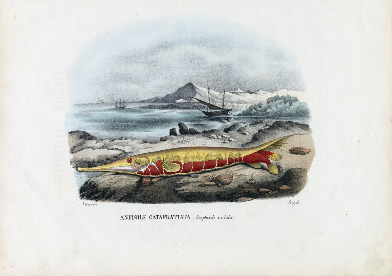 झींगा मछली, 1863-79 द्वारा रायमुंडो पेट्रारोइया