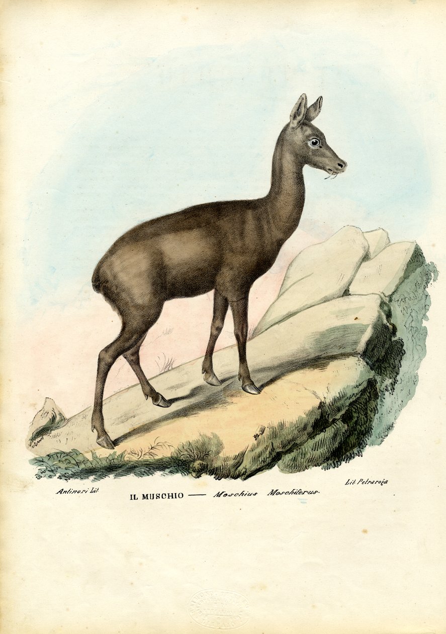 साइबेरियन मस्क डियर, 1863-79 द्वारा रायमुंडो पेट्रारोइया