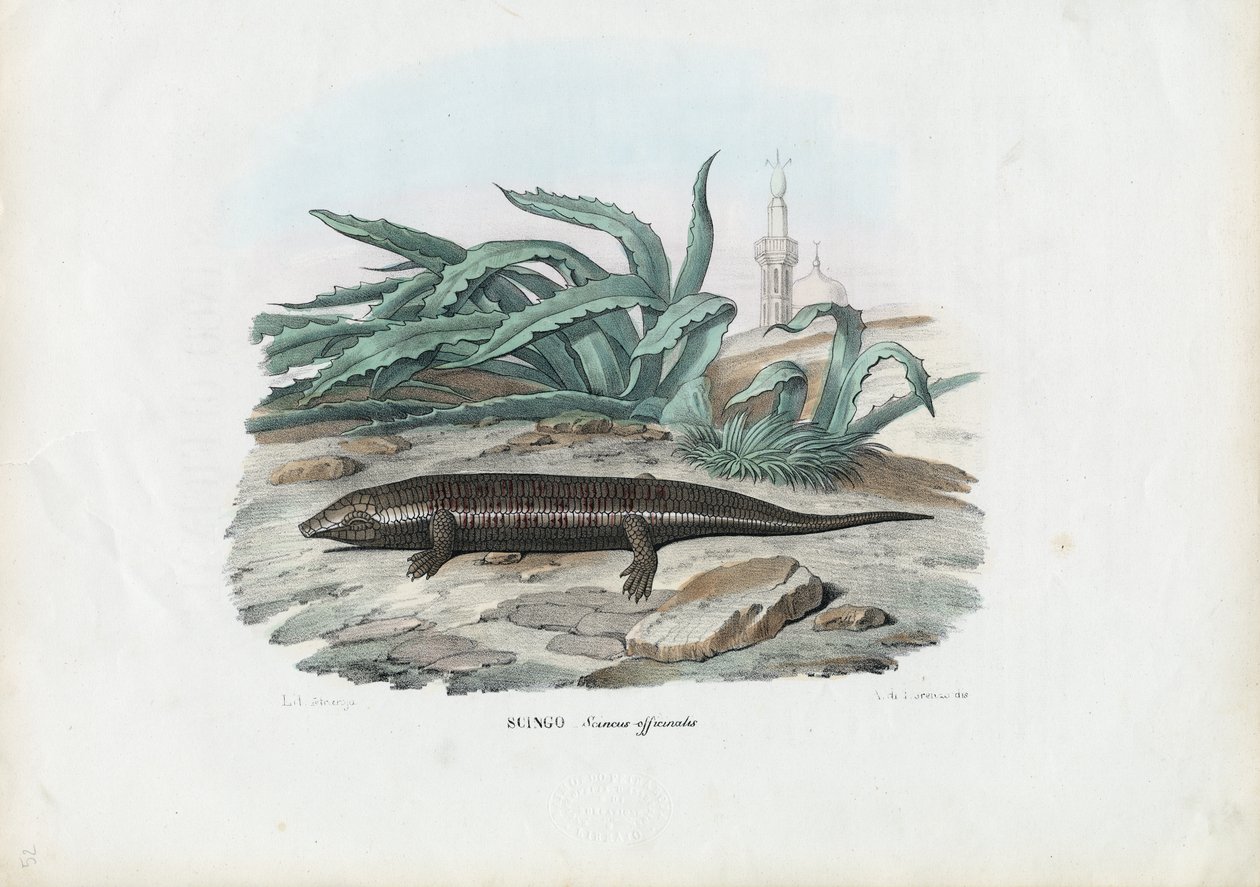 स्किंक, 1863-79 द्वारा रायमुंडो पेट्रारोइया