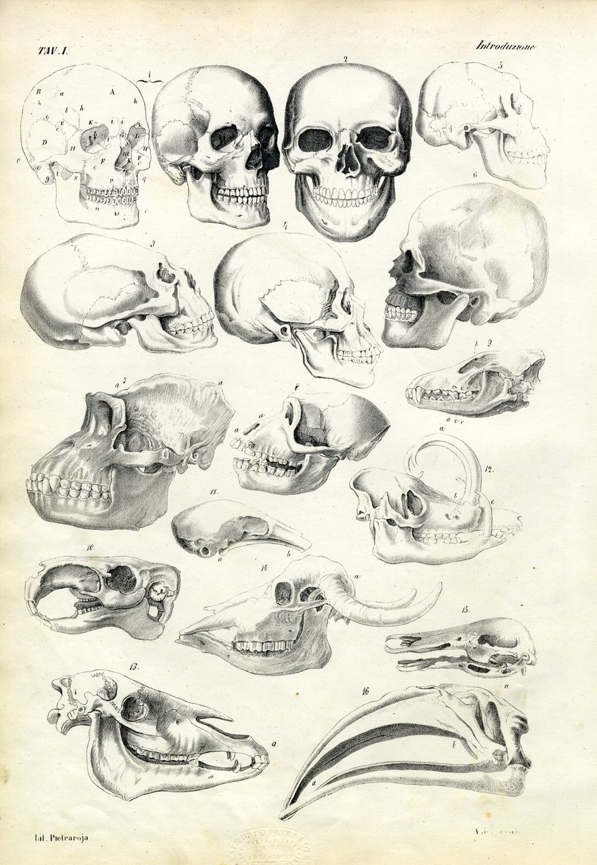 खोपड़ी, 1863-79 द्वारा रायमुंडो पेट्रारोइया
