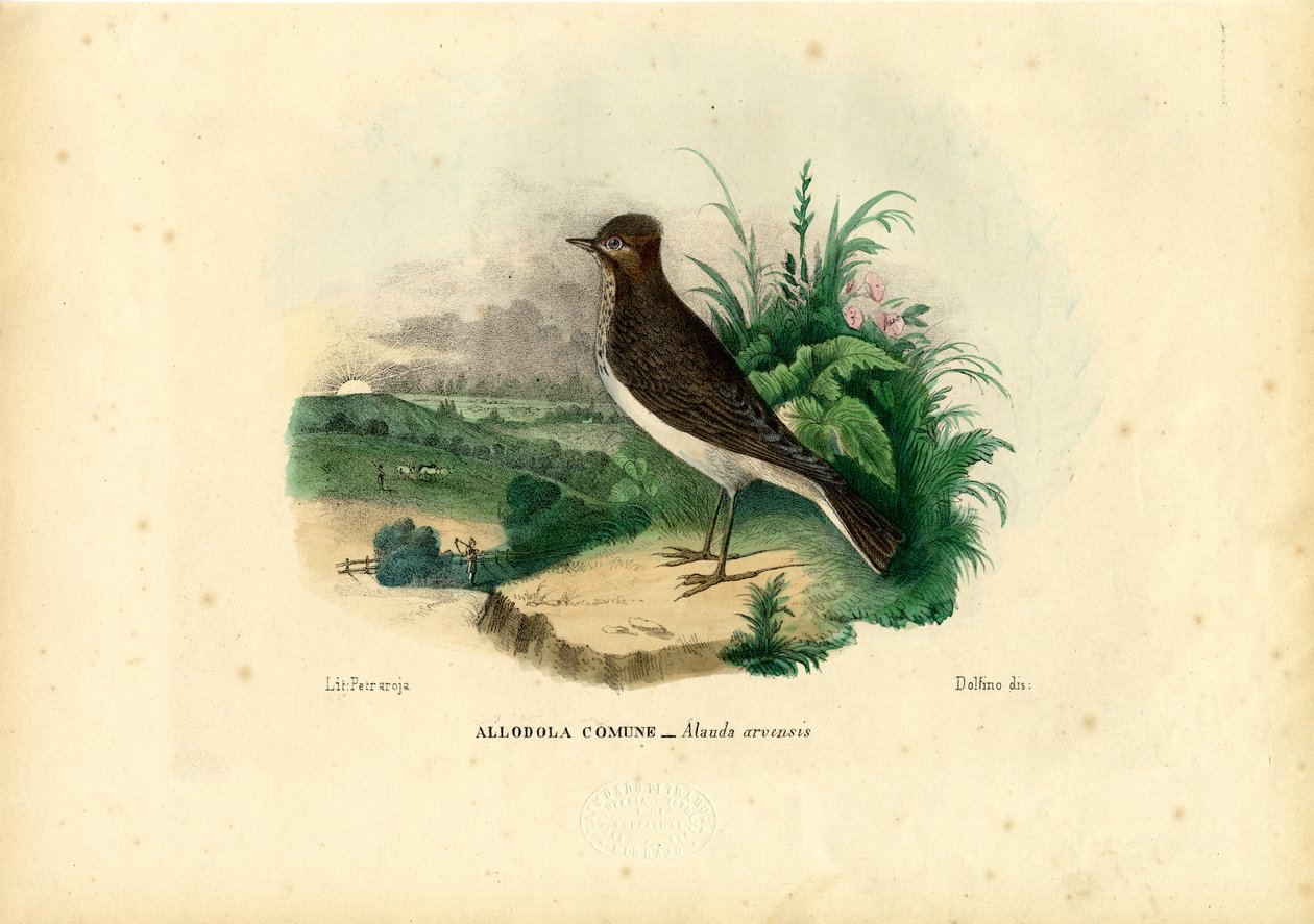 स्काईलार्क, 1863-79 द्वारा रायमुंडो पेट्रारोइया