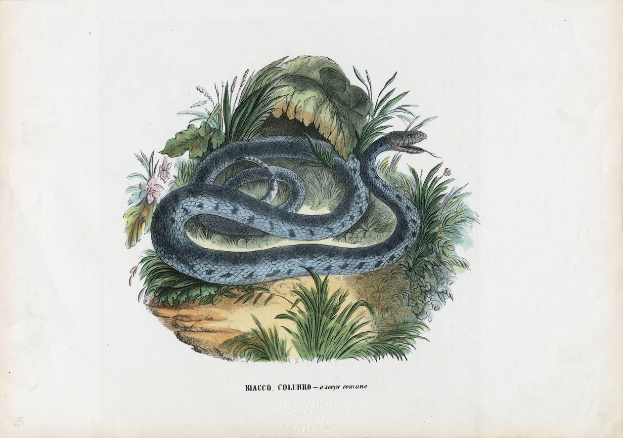 सांप, 1863-79 द्वारा रायमुंडो पेट्रारोइया