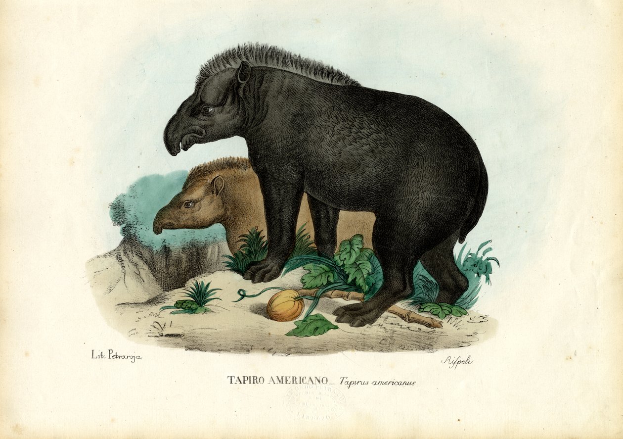 दक्षिण अमेरिकी तपीर, 1863-79 द्वारा रायमुंडो पेट्रारोइया