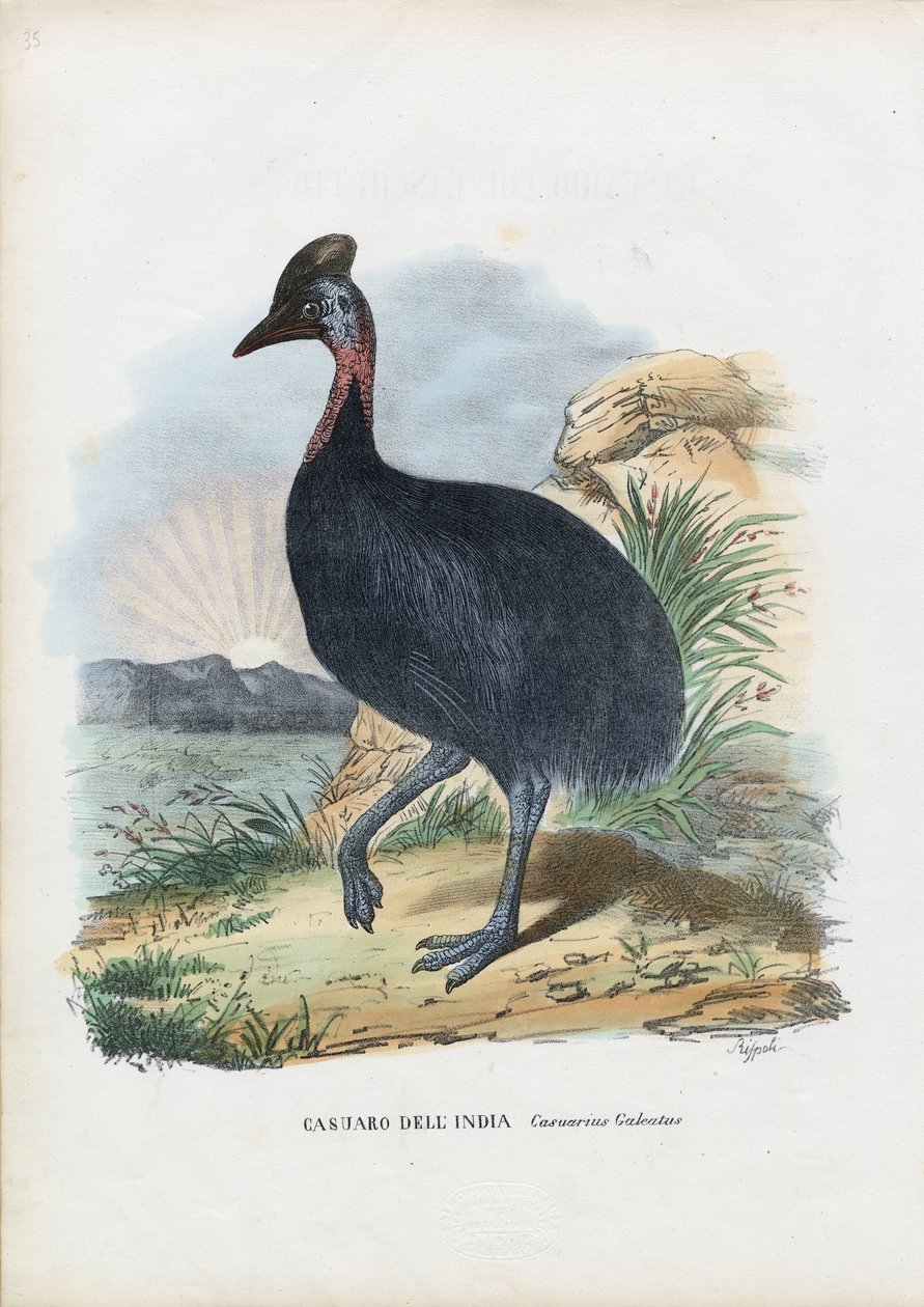 दक्षिणी कैसोवरी, 1863-79 द्वारा रायमुंडो पेट्रारोइया