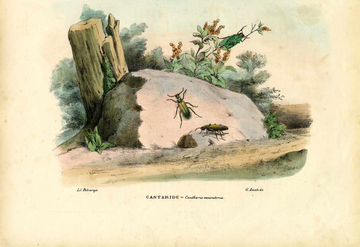 स्पेनिश फ्लाई, 1863-79 द्वारा रायमुंडो पेट्रारोइया