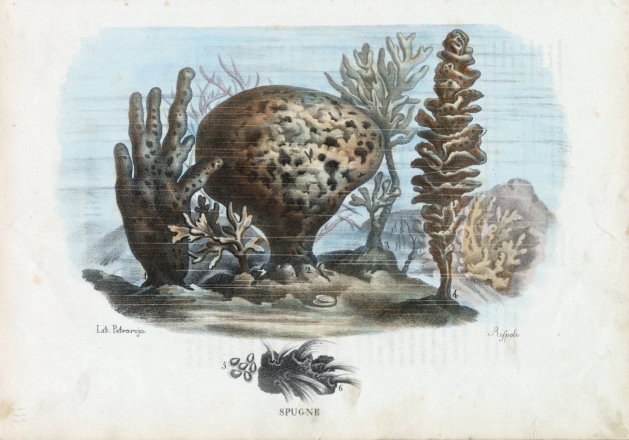 स्पॉन्ज, 1863-79 द्वारा रायमुंडो पेट्रारोइया