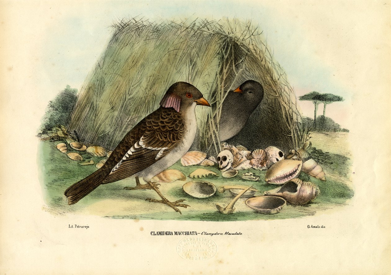 स्पॉटेड बोवरबर्ड, 1863-79 द्वारा रायमुंडो पेट्रारोइया