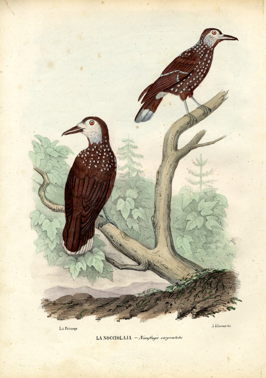 स्पॉटेड नटक्रैकर, 1863-79 द्वारा रायमुंडो पेट्रारोइया