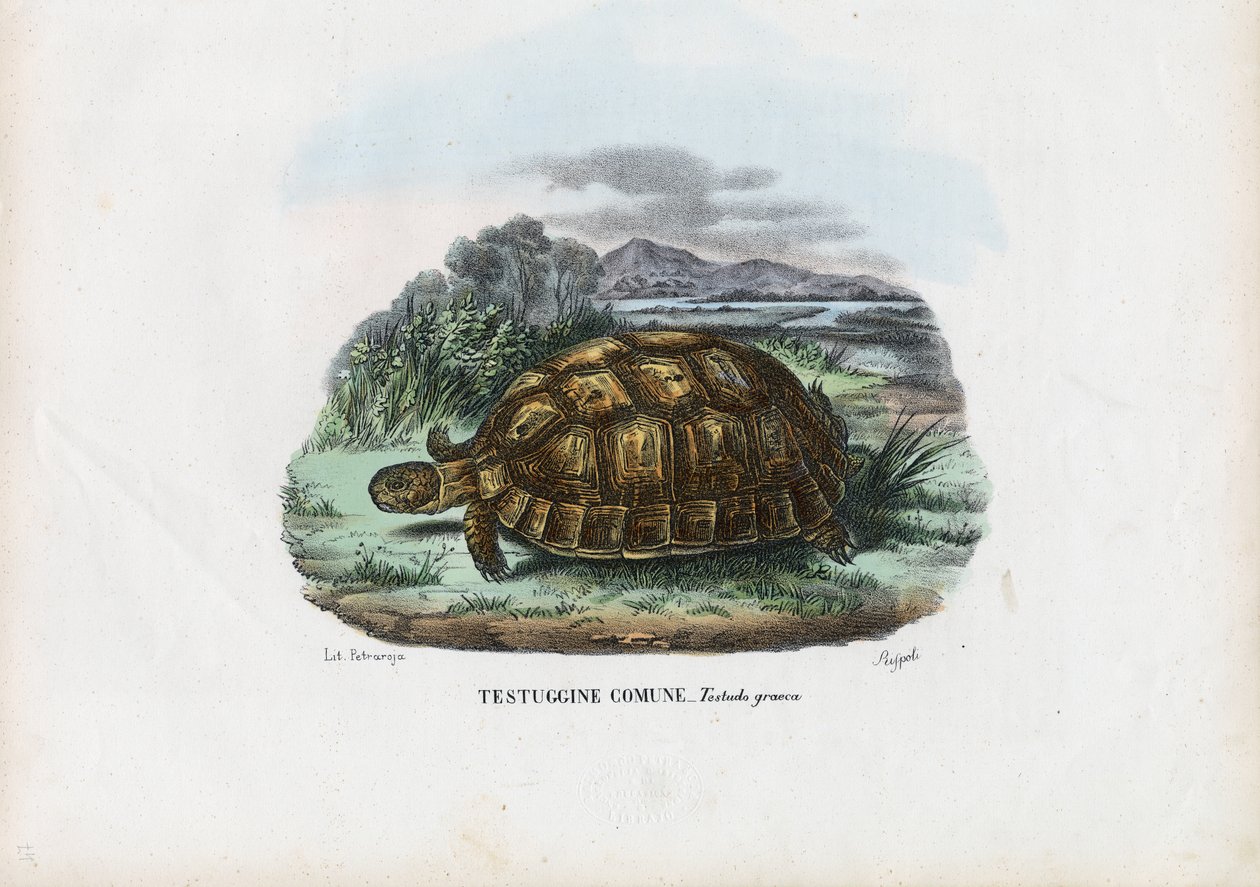 स्पर-थिगेड कछुआ, 1863-79 द्वारा रायमुंडो पेट्रारोइया