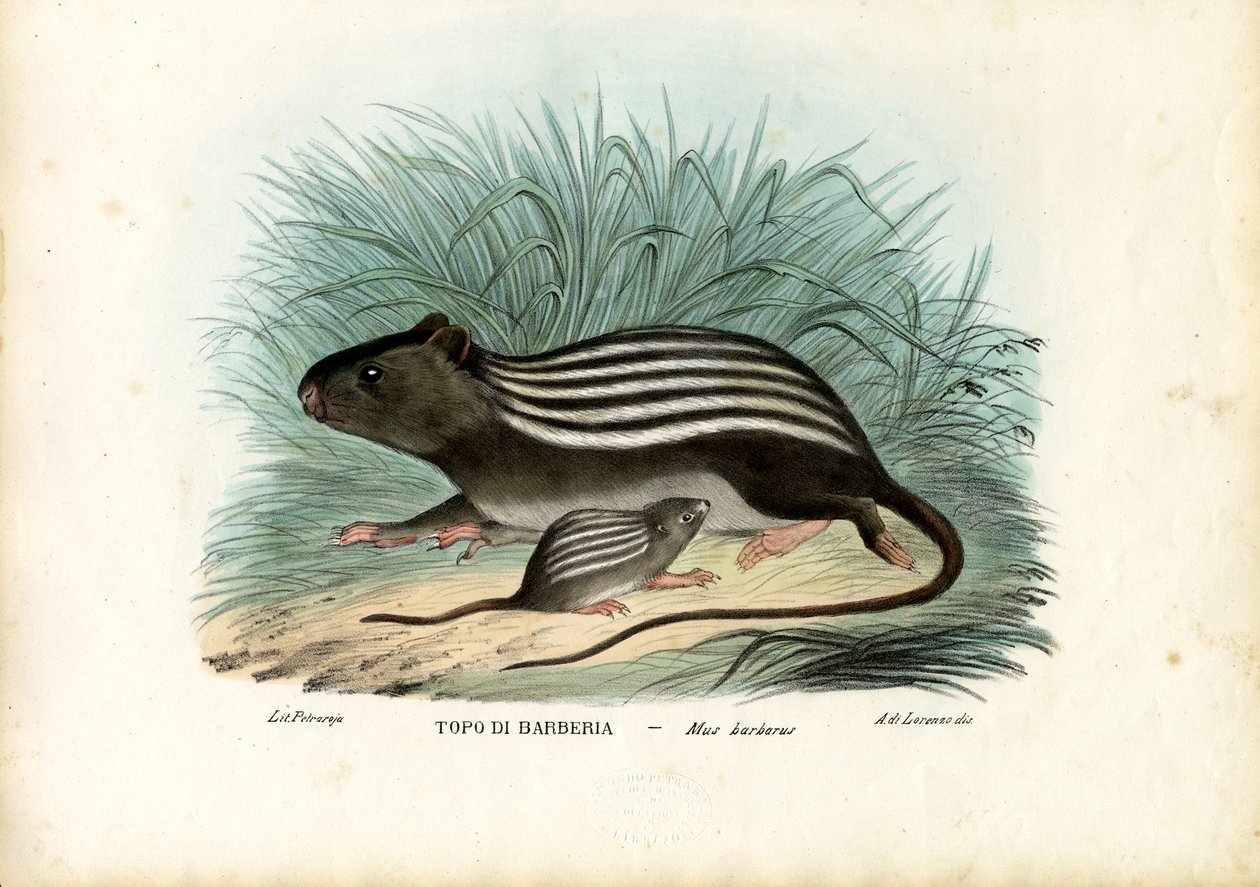 धारीदार माउस, 1863-79 द्वारा रायमुंडो पेट्रारोइया