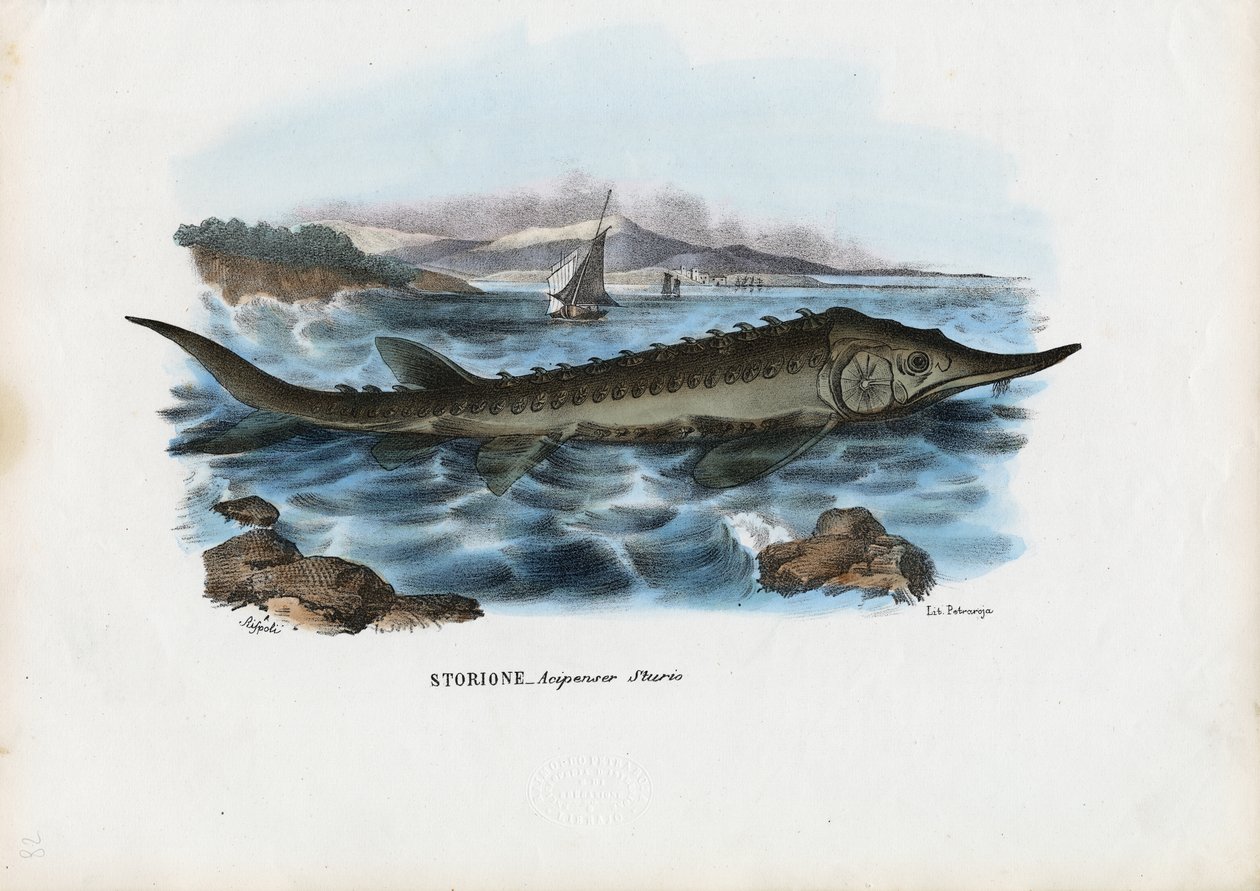 स्टर्जन, 1863-79 द्वारा रायमुंडो पेट्रारोइया
