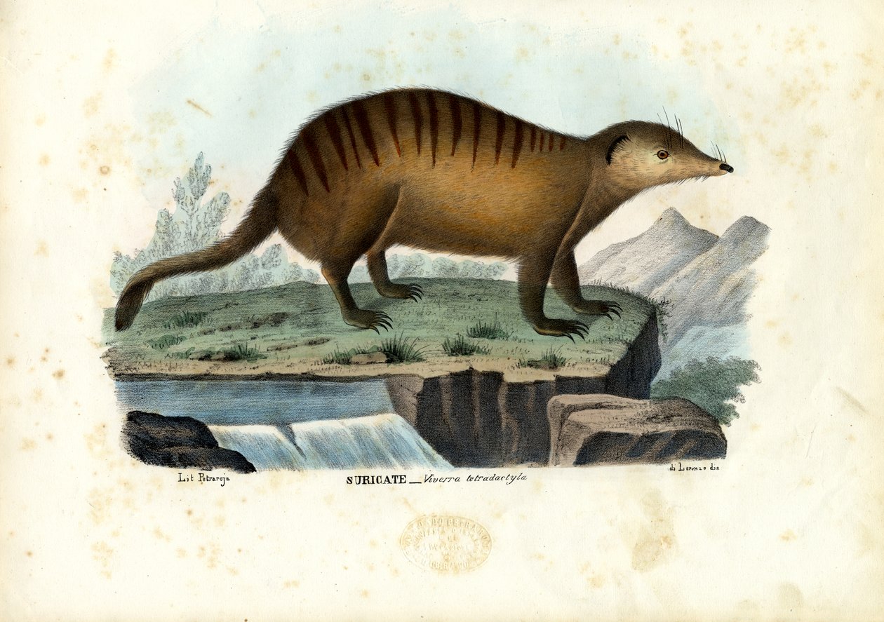 सर्प, 1863-79 द्वारा रायमुंडो पेट्रारोइया