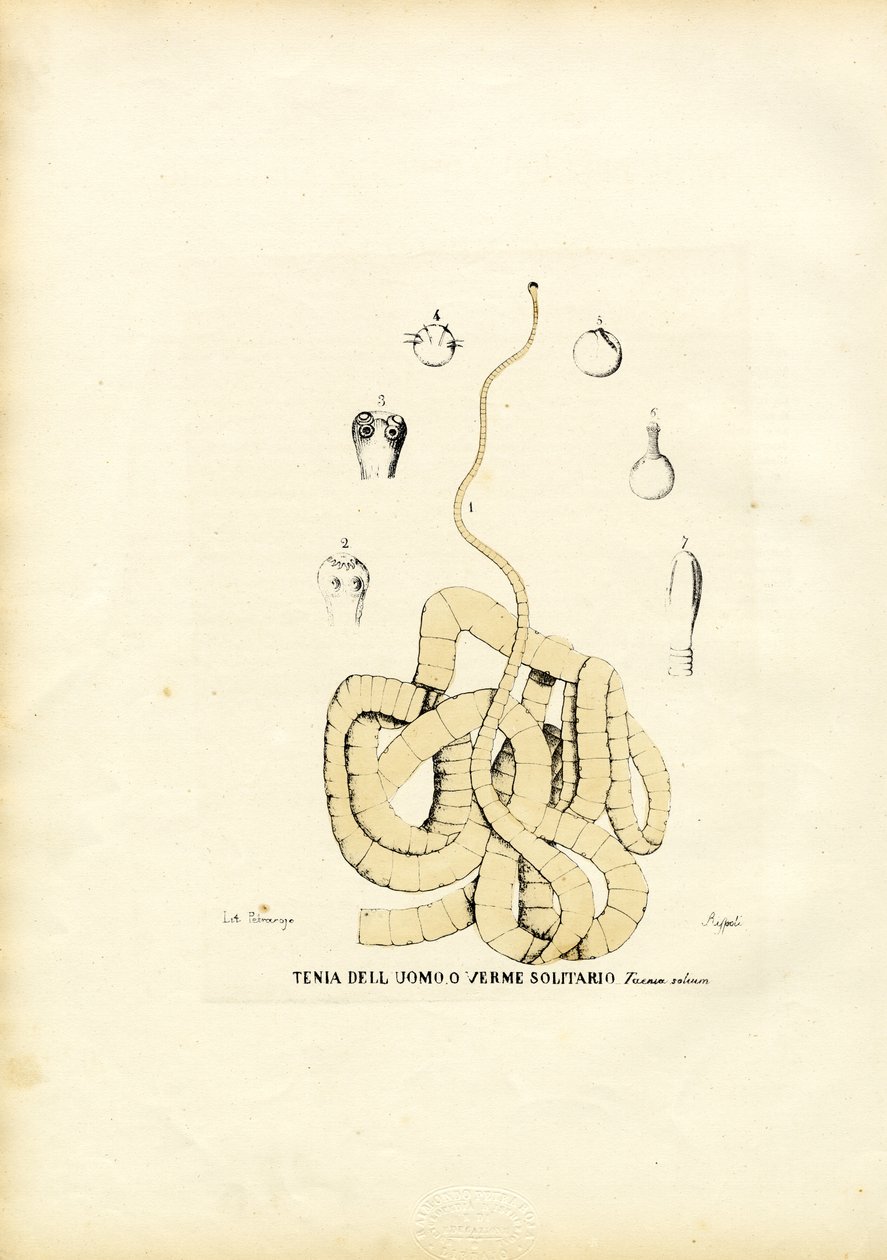 टेप वर्म, 1863-79 द्वारा रायमुंडो पेट्रारोइया