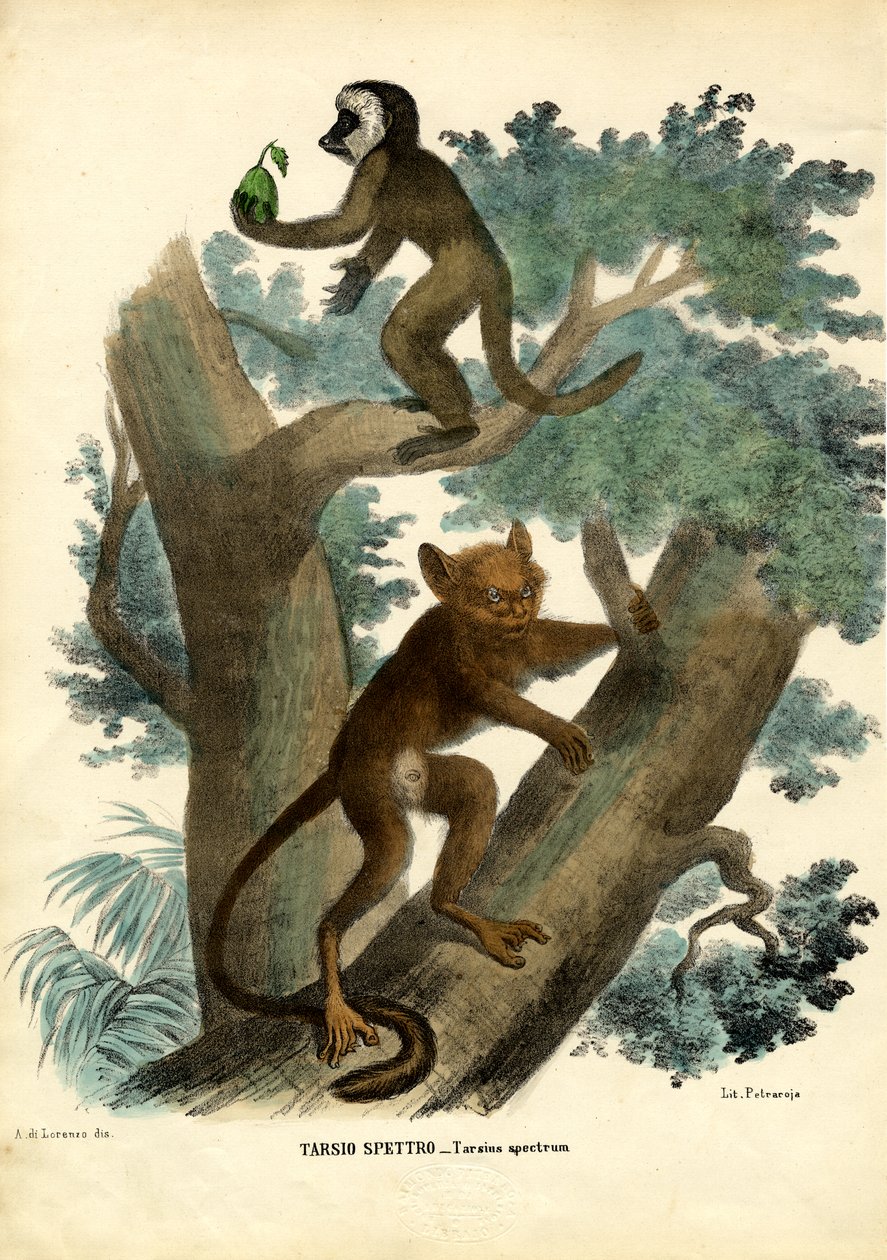 टार्सियर, 1863-79 द्वारा रायमुंडो पेट्रारोइया