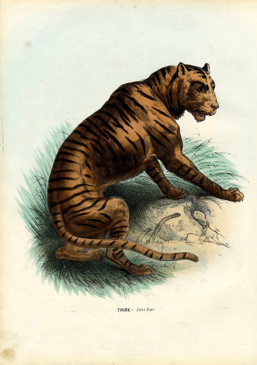 बाघ, 1863-79 द्वारा रायमुंडो पेट्रारोइया