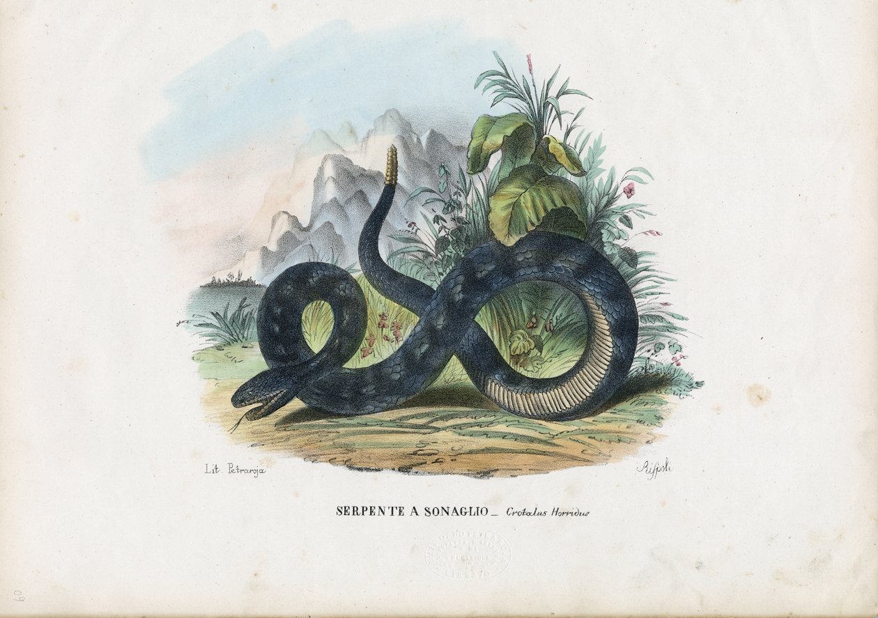 टिम्बर रैटलस्नेक, 1863-79 द्वारा रायमुंडो पेट्रारोइया