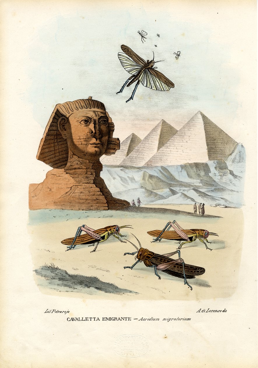 ट्रू क्रिकेट्स, 1863-79 द्वारा रायमुंडो पेट्रारोइया