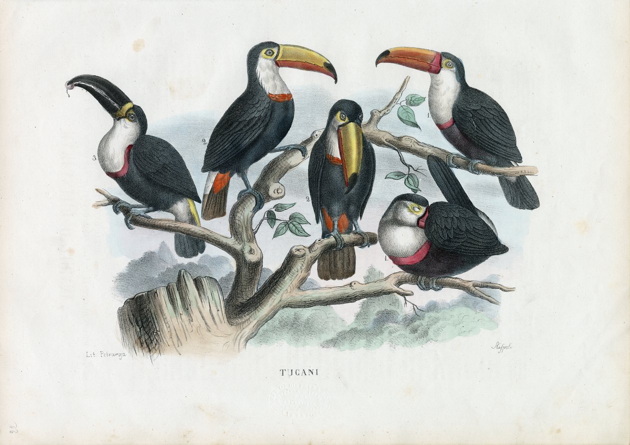 टक्सन, 1863-79 द्वारा रायमुंडो पेट्रारोइया