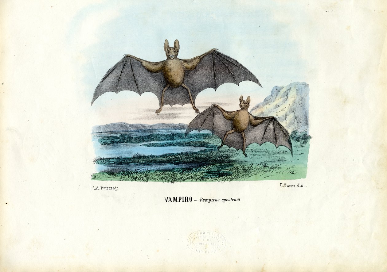 वैम्पायर बैट, 1863-79 द्वारा रायमुंडो पेट्रारोइया