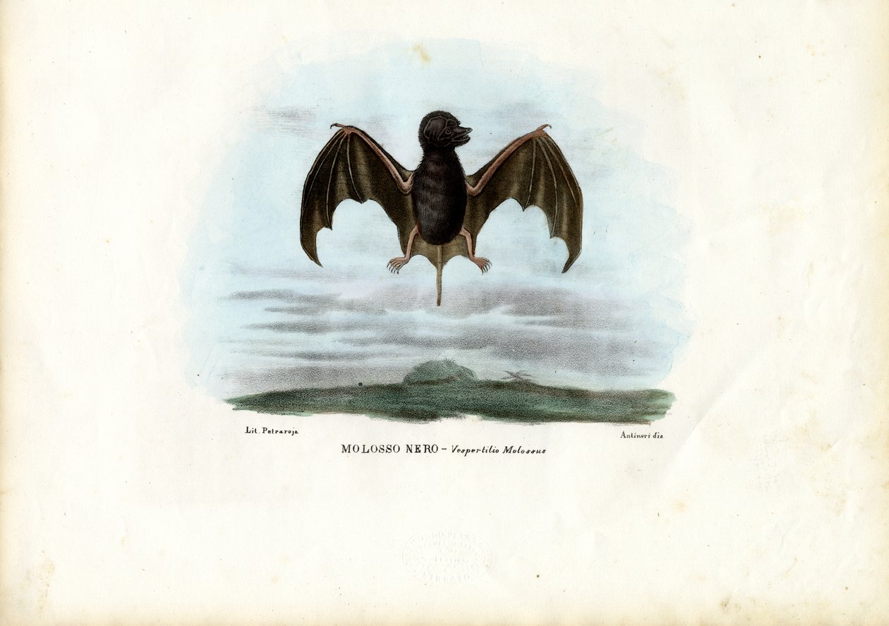 वेलवेटी फ्री-टेल्ड बैट, 1863-79 द्वारा रायमुंडो पेट्रारोइया