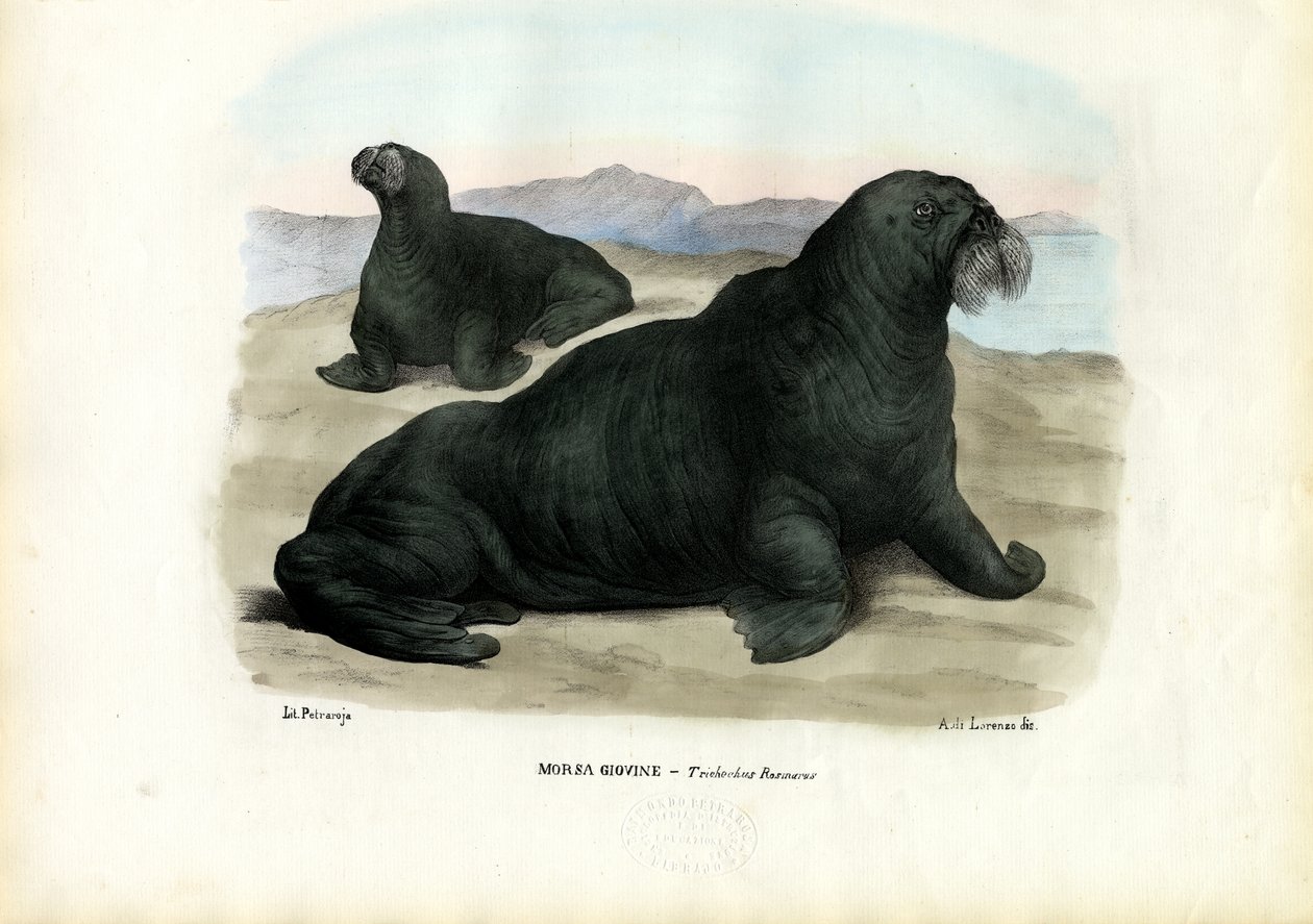 वालरस, 1863-79 द्वारा रायमुंडो पेट्रारोइया