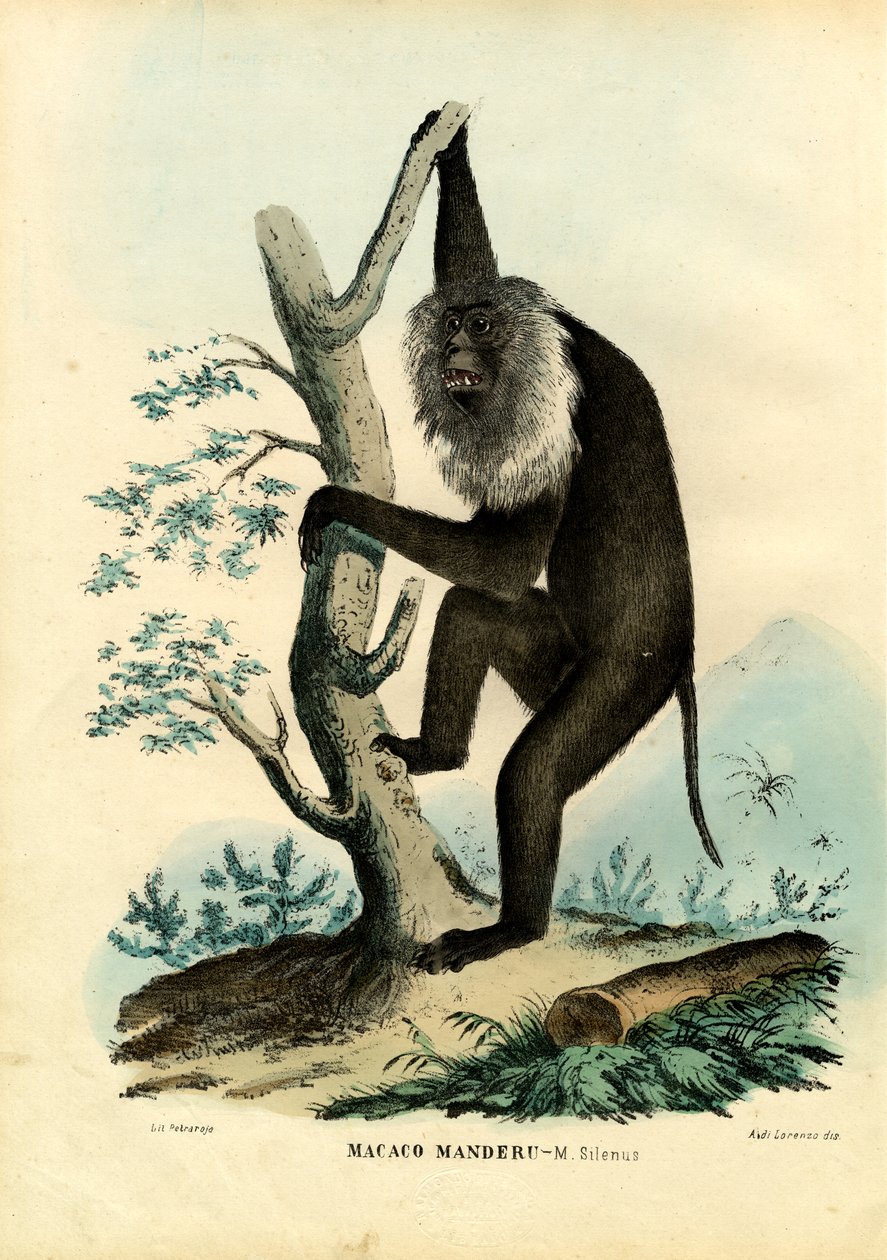 वांडरु, 1863-79 द्वारा रायमुंडो पेट्रारोइया
