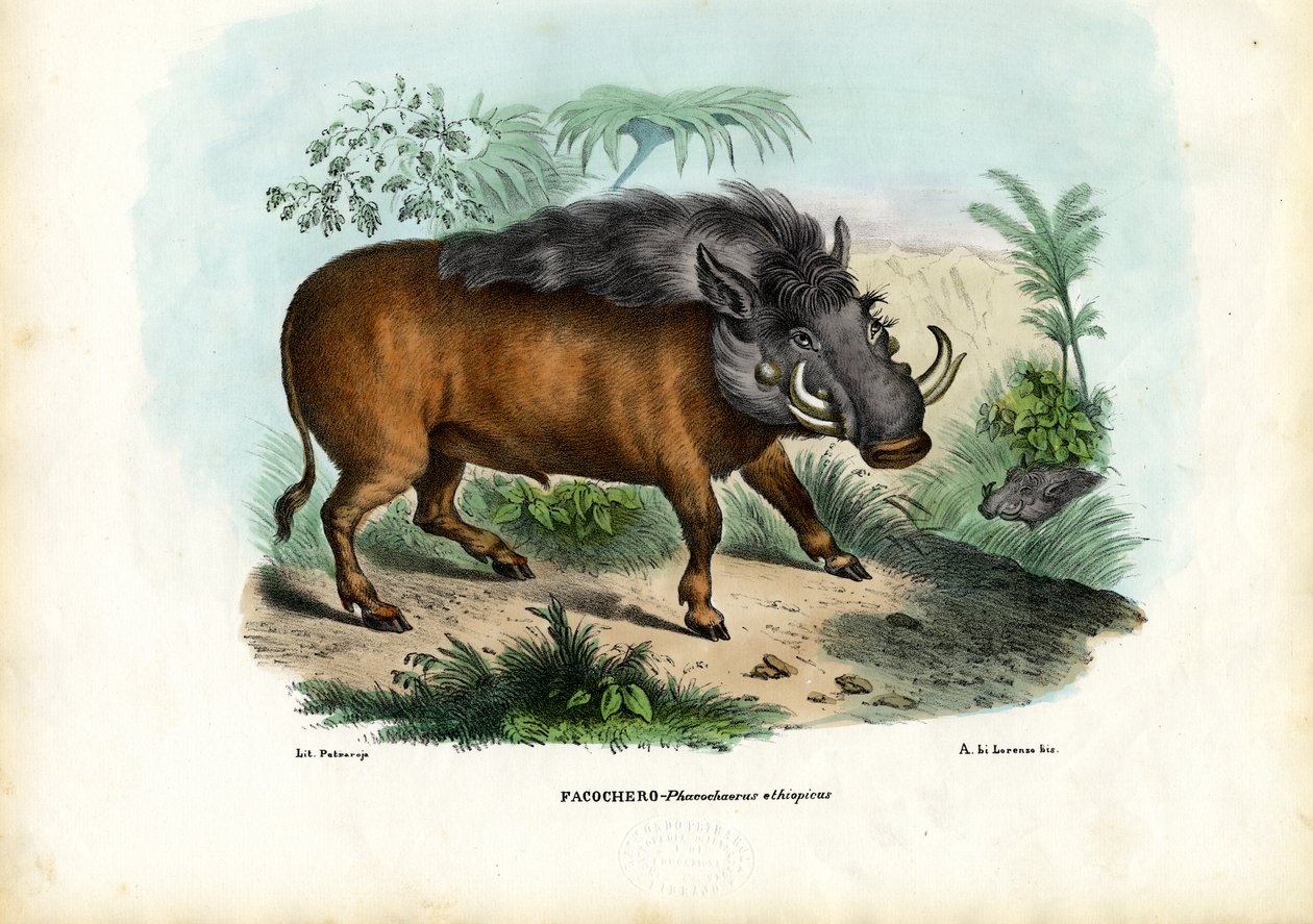 वॉर्थोग, 1863-79 द्वारा रायमुंडो पेट्रारोइया