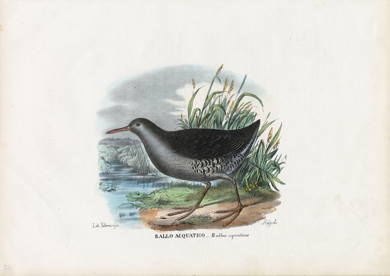 वाटर रेल, 1863-79 द्वारा रायमुंडो पेट्रारोइया