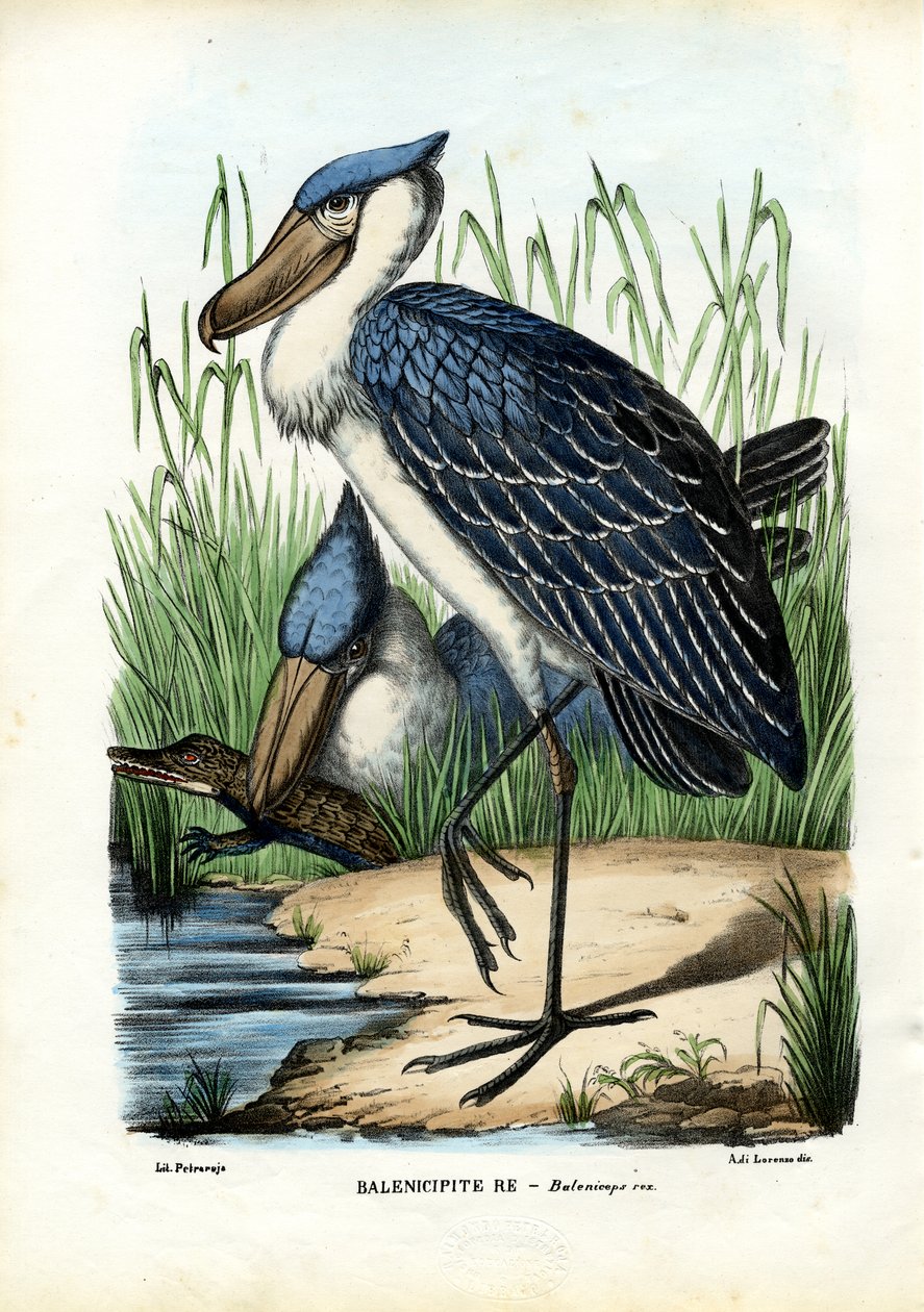 व्हेलहेड, 1863-79 द्वारा रायमुंडो पेट्रारोइया