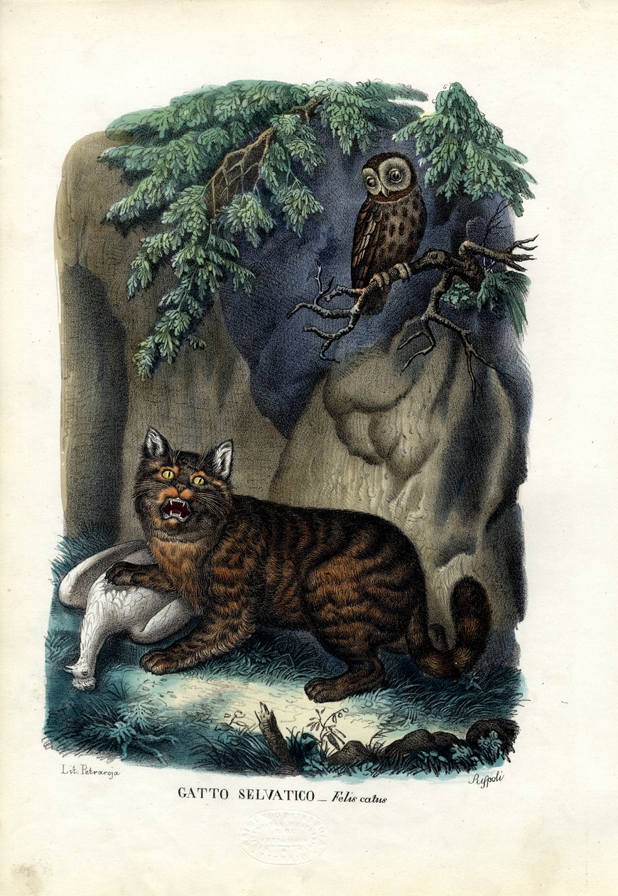 वाइल्डकैट, 1863-79 द्वारा रायमुंडो पेट्रारोइया