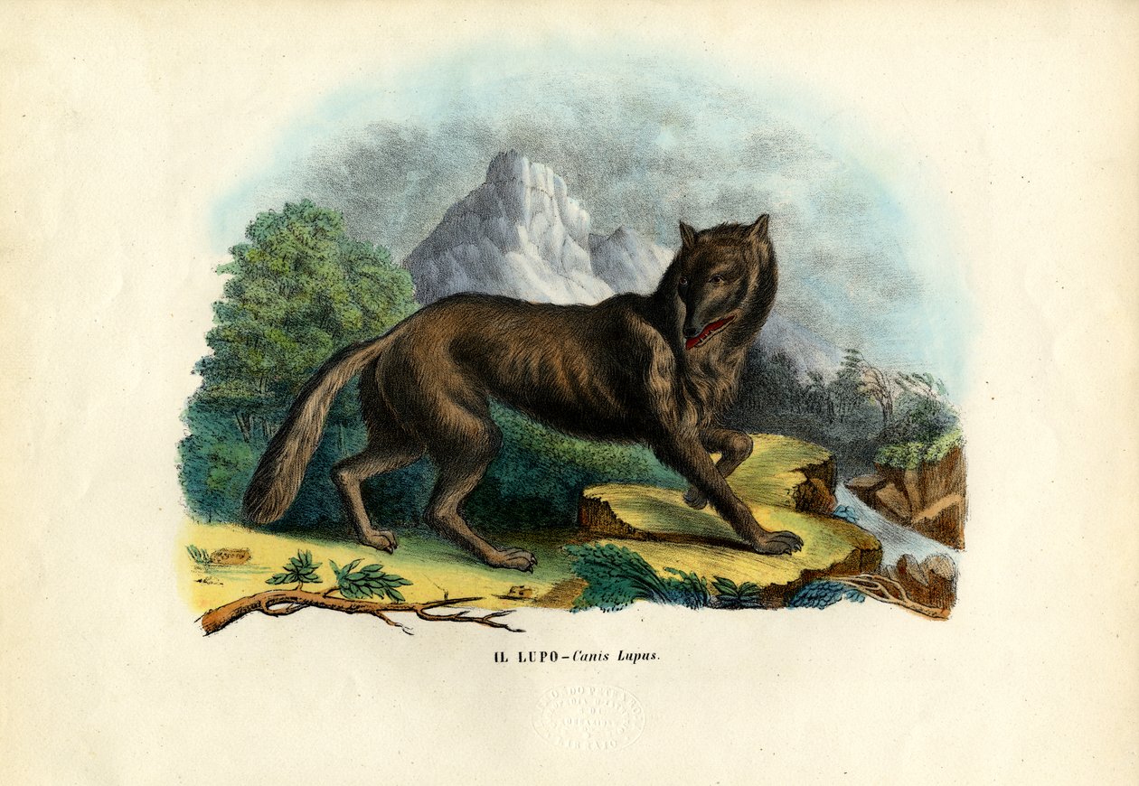 भेड़िया, 1863-79 द्वारा रायमुंडो पेट्रारोइया